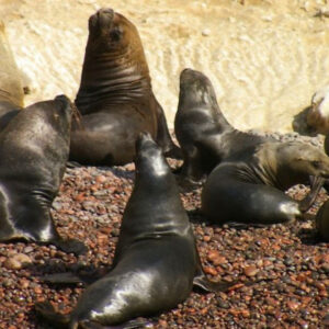 Paracas Peru
