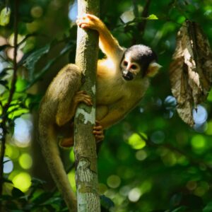 Refugio Amazonas Lodge